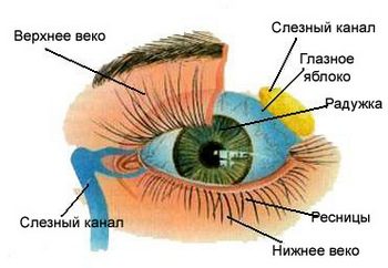 Слезоточивость глаз: причины, лечение